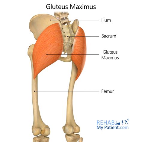 gluteus maximus kası nasıl geliştirilir